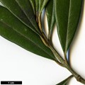 SpeciesSub: subsp. cuspidata